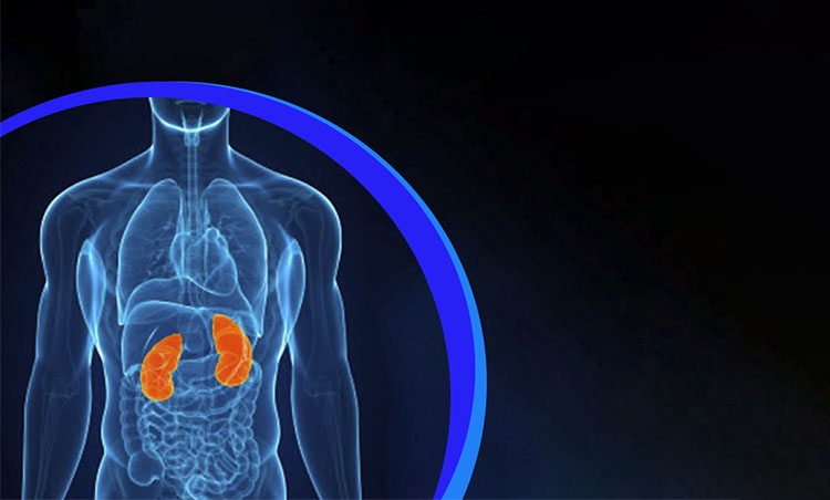 A saúde dos rins e a importância de suas funções